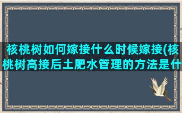 核桃树如何嫁接什么时候嫁接(核桃树高接后土肥水管理的方法是什么)