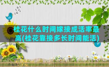 桂花什么时间嫁接成活率最高(桂花靠接多长时间能活)