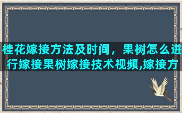 桂花嫁接方法及时间，果树怎么进行嫁接果树嫁接技术视频,嫁接方法图解