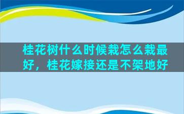 桂花树什么时候栽怎么栽最好，桂花嫁接还是不架地好