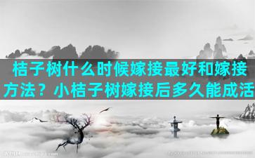 桔子树什么时候嫁接最好和嫁接方法？小桔子树嫁接后多久能成活