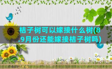 桔子树可以嫁接什么树(8.9月份还能嫁接桔子树吗)