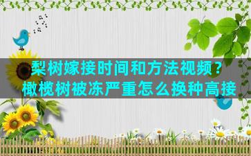 梨树嫁接时间和方法视频？橄榄树被冻严重怎么换种高接