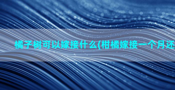 橘子树可以嫁接什么(柑橘嫁接一个月还没有发芽)