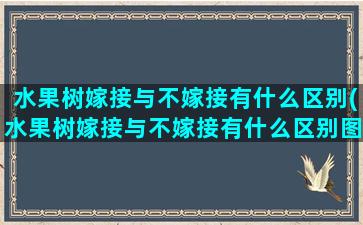 水果树嫁接与不嫁接有什么区别(水果树嫁接与不嫁接有什么区别图片)