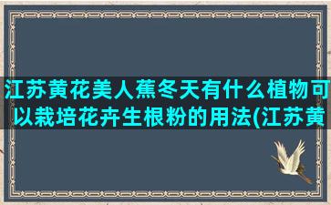 江苏黄花美人蕉冬天有什么植物可以栽培花卉生根粉的用法(江苏黄花美人蕉价格)