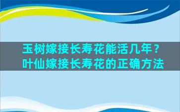 玉树嫁接长寿花能活几年？叶仙嫁接长寿花的正确方法