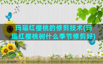 玛瑙红樱桃的修剪技术(玛瑙红樱桃树什么季节修剪好)