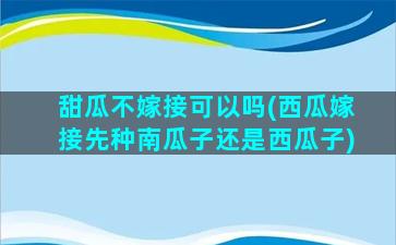 甜瓜不嫁接可以吗(西瓜嫁接先种南瓜子还是西瓜子)