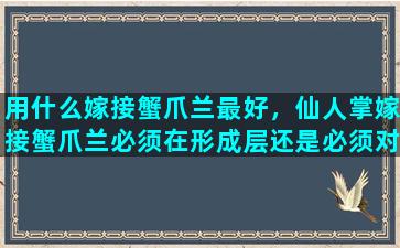 用什么嫁接蟹爪兰最好，仙人掌嫁接蟹爪兰必须在形成层还是必须对准网络线