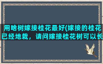 用啥树嫁接桂花最好(嫁接的桂花已经地栽，请问嫁接桂花树可以长大成树吗平时要如何管理)