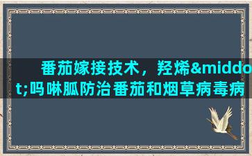 番茄嫁接技术，羟烯·吗啉胍防治番茄和烟草病毒病