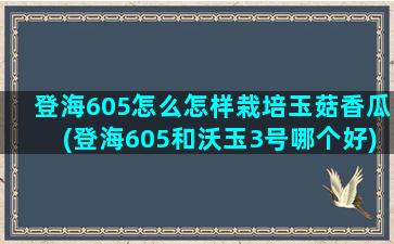 登海605怎么怎样栽培玉菇香瓜(登海605和沃玉3号哪个好)