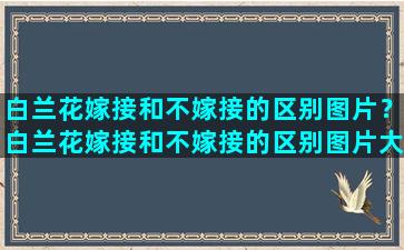 白兰花嫁接和不嫁接的区别图片？白兰花嫁接和不嫁接的区别图片大全