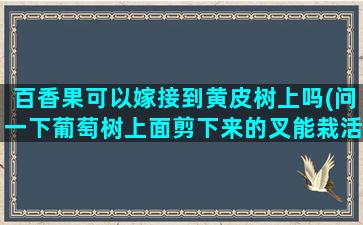 百香果可以嫁接到黄皮树上吗(问一下葡萄树上面剪下来的叉能栽活吗栽活了能接葡萄吗)