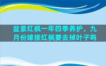 盆景红枫一年四季养护，九月份嫁接红枫要去掉叶子吗