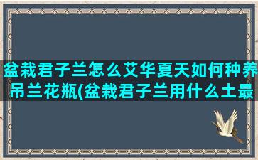 盆栽君子兰怎么艾华夏天如何种养吊兰花瓶(盆栽君子兰用什么土最好)