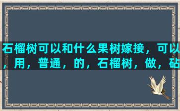 石榴树可以和什么果树嫁接，可以，用，普通，的，石榴树，做，砧木，嫁接，番石榴，吗