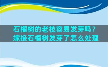 石榴树的老枝容易发芽吗？嫁接石榴树发芽了怎么处理