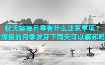 秋天嫁接月季有什么注意事项？嫁接的月季发芽下雨天可以解邦吗