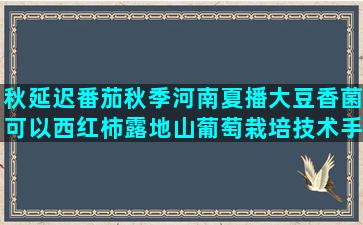 秋延迟番茄秋季河南夏播大豆香菌可以西红柿露地山葡萄栽培技术手册(秋延迟大棚番茄高产栽培技术)