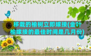 移栽的榆树立即嫁接(金叶榆嫁接的最佳时间是几月份)