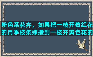 粉色系花卉，如果把一枝开着红花的月季枝条嫁接到一枝开黄色花的月季的茎上