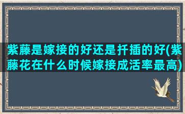 紫藤是嫁接的好还是扦插的好(紫藤花在什么时候嫁接成活率最高)