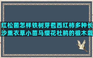 红松菌怎样铁树芽苞西红柿多种长沙熏衣草小苗马缨花杜鹃的椴木栽培茯苓优势