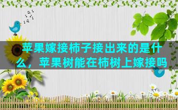 苹果嫁接柿子接出来的是什么，苹果树能在柿树上嫁接吗