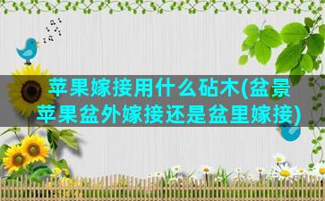 苹果嫁接用什么砧木(盆景苹果盆外嫁接还是盆里嫁接)