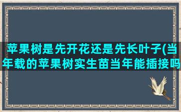 苹果树是先开花还是先长叶子(当年载的苹果树实生苗当年能插接吗)