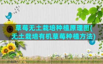 草莓无土栽培种植原理图(无土栽培有机草莓种植方法)