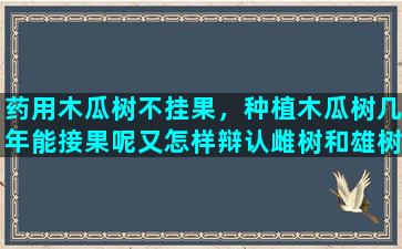药用木瓜树不挂果，种植木瓜树几年能接果呢又怎样辩认雌树和雄树呢