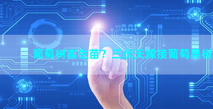 葡萄树实生苗？三伏天嫁接葡萄果树方法