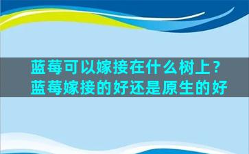 蓝莓可以嫁接在什么树上？蓝莓嫁接的好还是原生的好