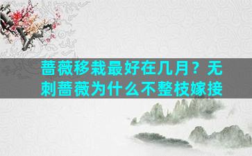 蔷薇移栽最好在几月？无刺蔷薇为什么不整枝嫁接