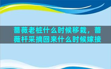 蔷薇老桩什么时候移栽，蔷薇杆采摘回来什么时候嫁接