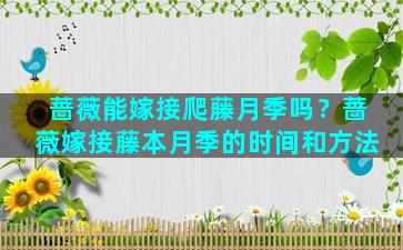 蔷薇能嫁接爬藤月季吗？蔷薇嫁接藤本月季的时间和方法