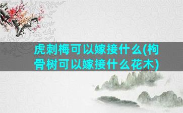 虎刺梅可以嫁接什么(枸骨树可以嫁接什么花木)