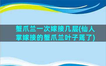 蟹爪兰一次嫁接几层(仙人掌嫁接的蟹爪兰叶子蔫了)