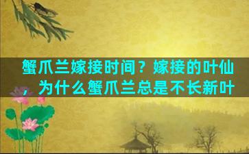 蟹爪兰嫁接时间？嫁接的叶仙，为什么蟹爪兰总是不长新叶