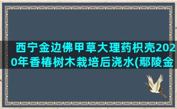 西宁金边佛甲草大理药枳壳2020年香椿树木栽培后浇水(鄢陵金边佛甲草批发基地)