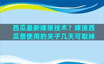 西瓜最新嫁接技术？嫁接西瓜苗使用的夹子几天可取掉