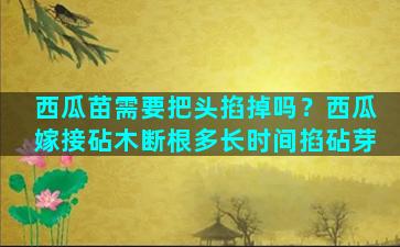 西瓜苗需要把头掐掉吗？西瓜嫁接砧木断根多长时间掐砧芽