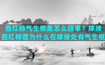 西红柿气生根是怎么回事？嫁接西红柿苗为什么在嫁接处有气生根