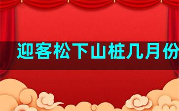 迎客松下山桩几月份栽培