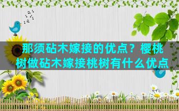 那须砧木嫁接的优点？樱桃树做砧木嫁接桃树有什么优点