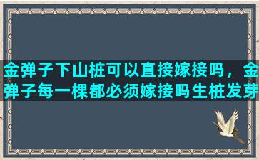 金弹子下山桩可以直接嫁接吗，金弹子每一棵都必须嫁接吗生桩发芽后多长时间能嫁接