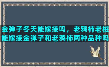 金弹子冬天能嫁接吗，老鸦柿老桩能嫁接金弹子和老鸦柿两种品种吗